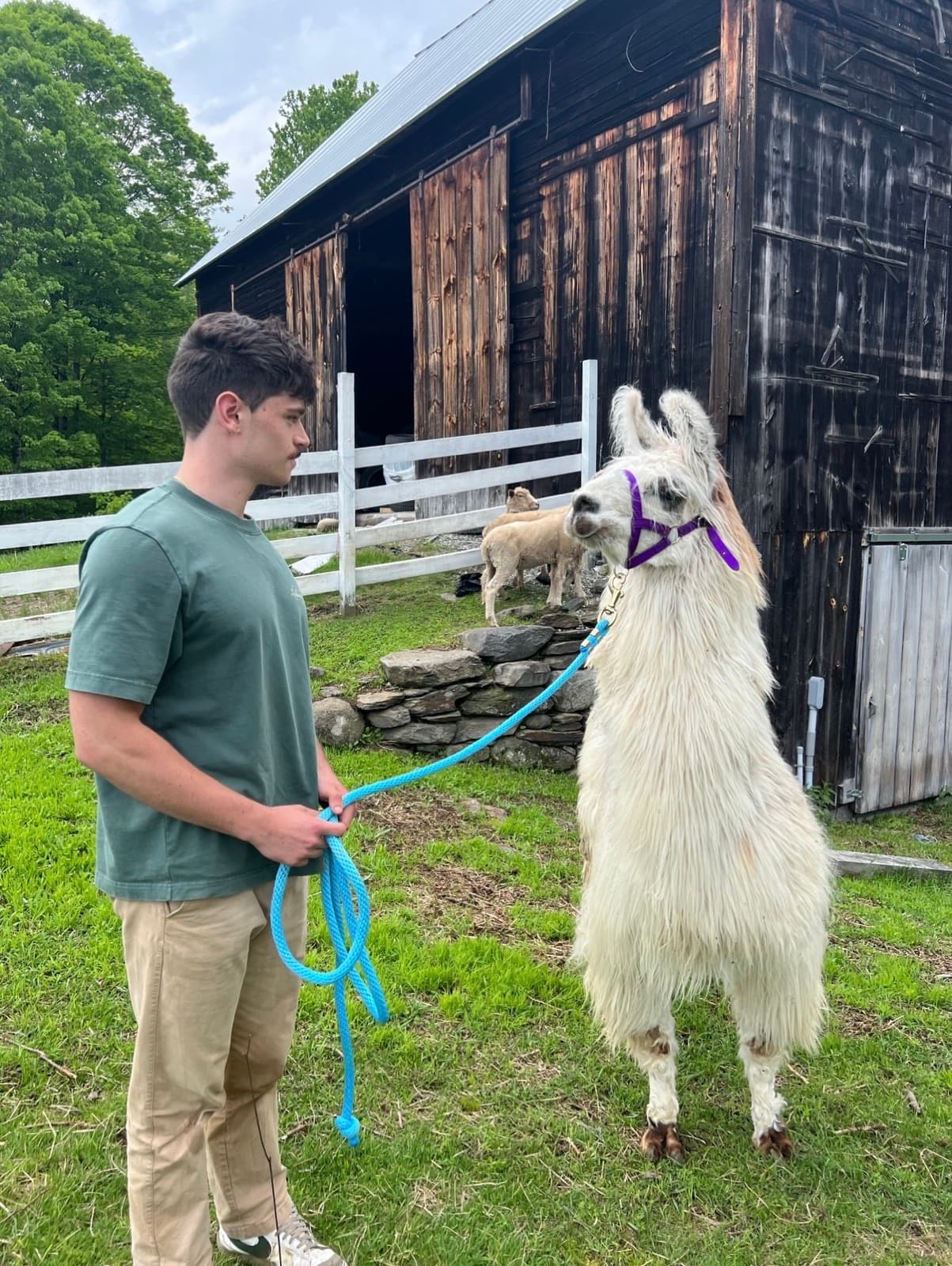 Judson leading a llama on a blue lead rope in front of a barn