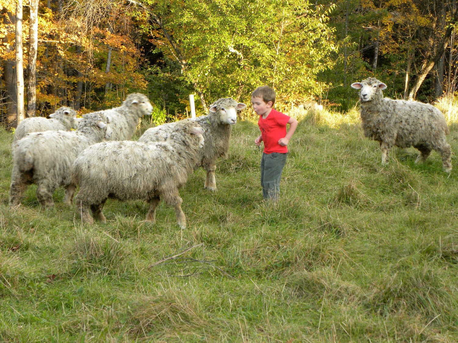 Sheep in a Vermont field at the farm